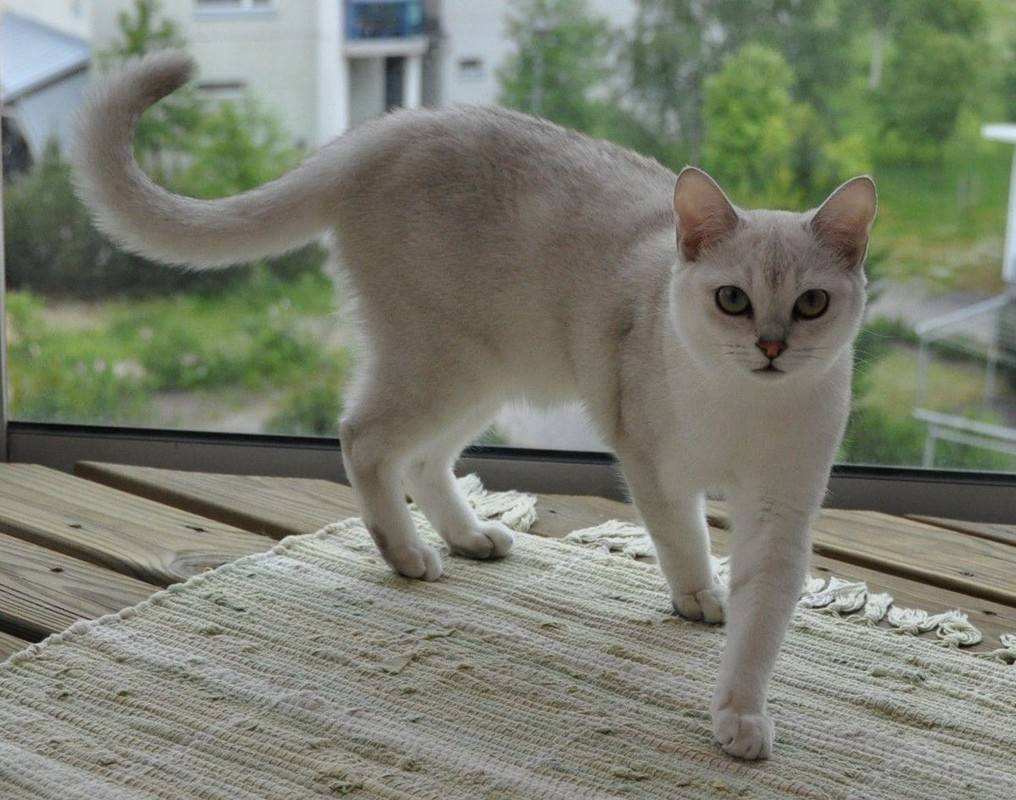 Бурмилла