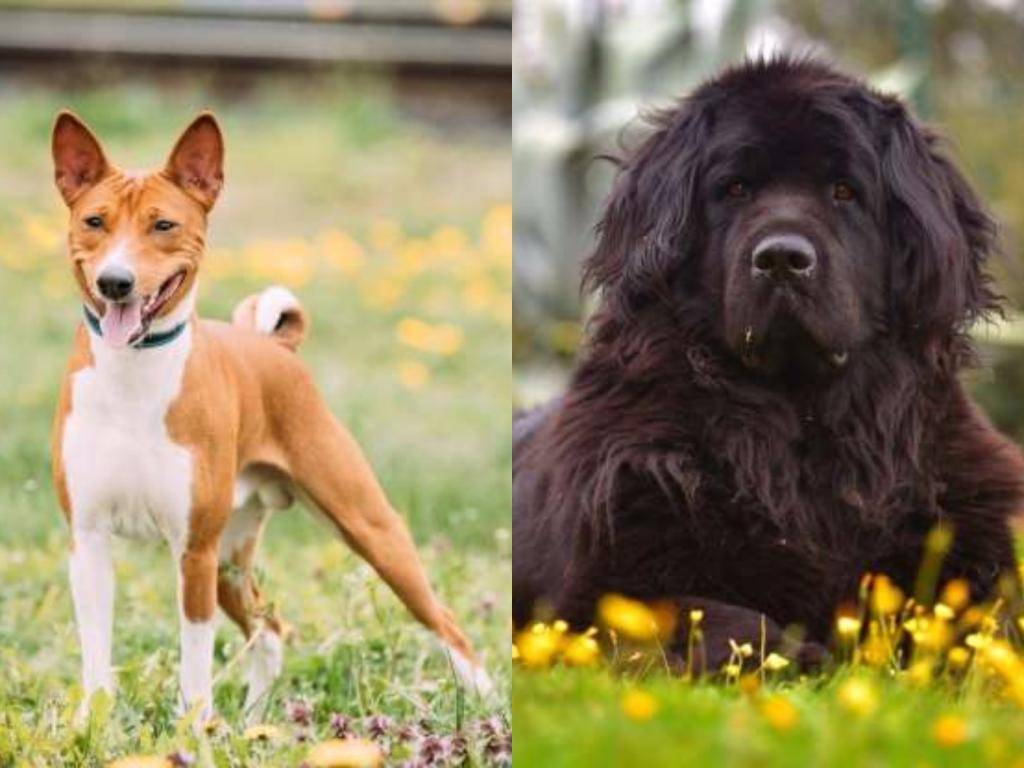 Какие собаки не умеют лаять: породы нелающих или мало лающих псов с описанием и фото