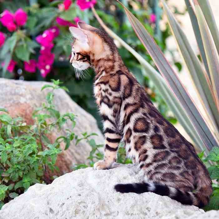 Бенгальская кошка — описание породы, характеристика