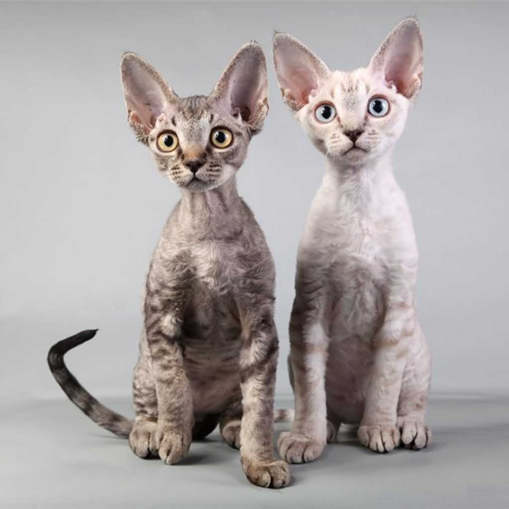 Гипоаллергенные кошки  топ 10 пород с фото