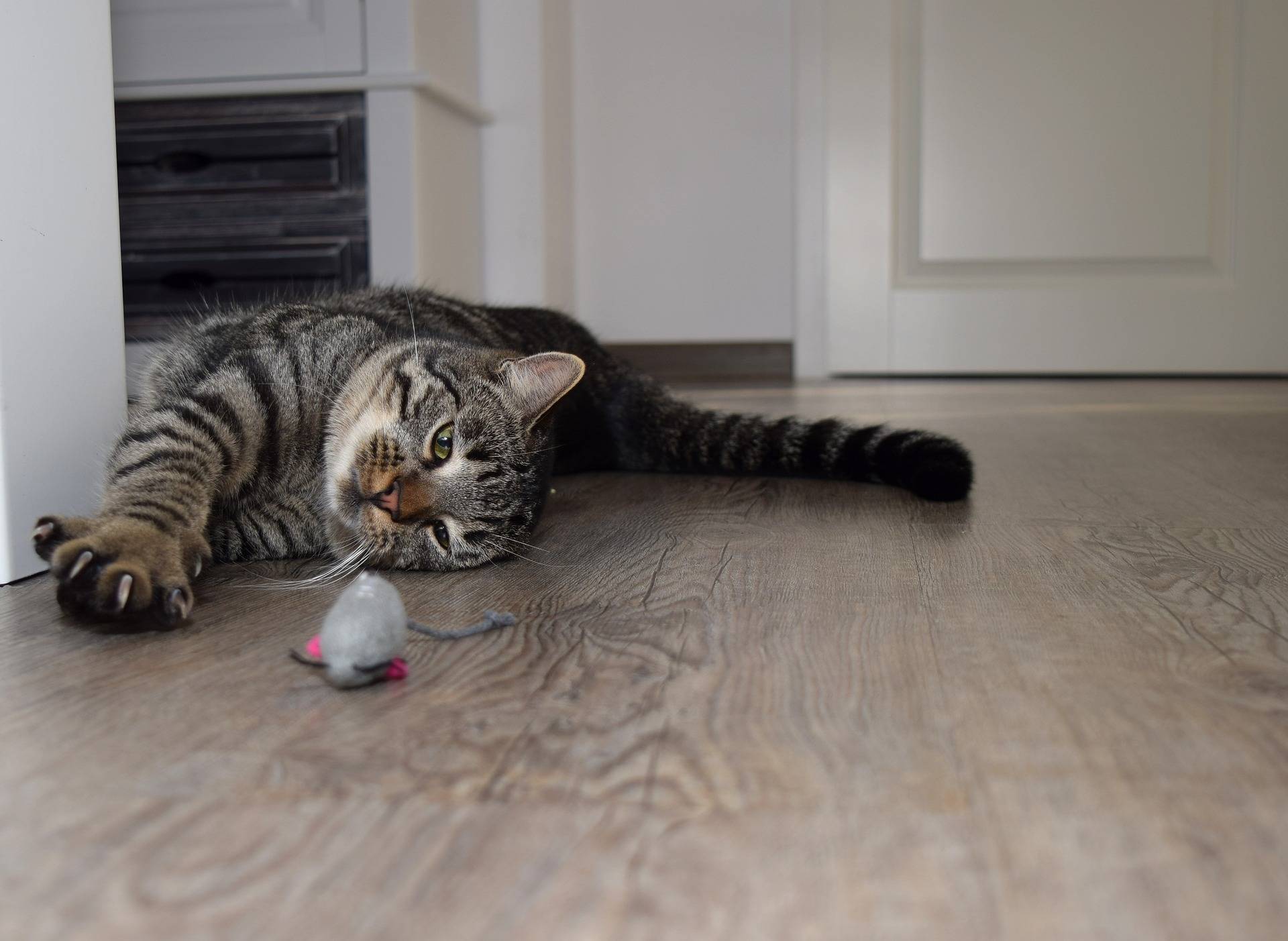 Как отучить кота или кошку драть обои и мебель — работающие способы