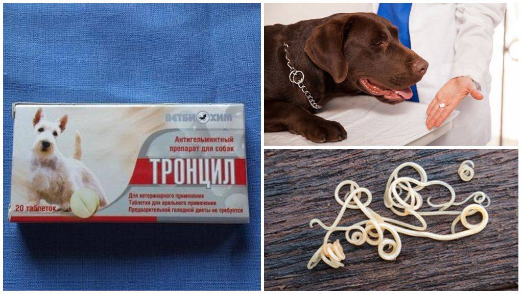 Тронцил для собак: инструкция по применению для собак, побочные эффекты и противопоказания