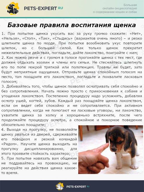 Воспитание и дрессировка таксы: в каком возрасте начинать и каким командам можно научить питомца + основные ошибки