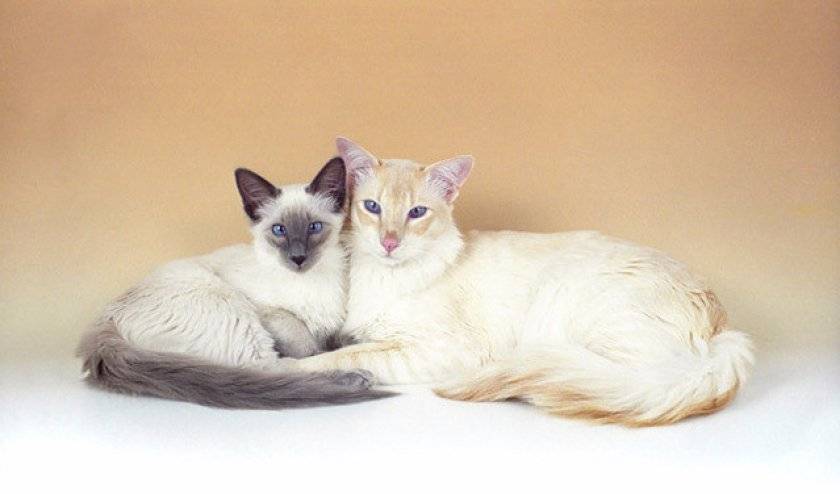 Балинезийская кошка: фото и описание породы, характер, особенности ухода