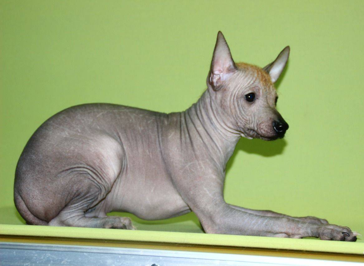 Лысая собака с хохолком: описание породы, особенности содержания, фото