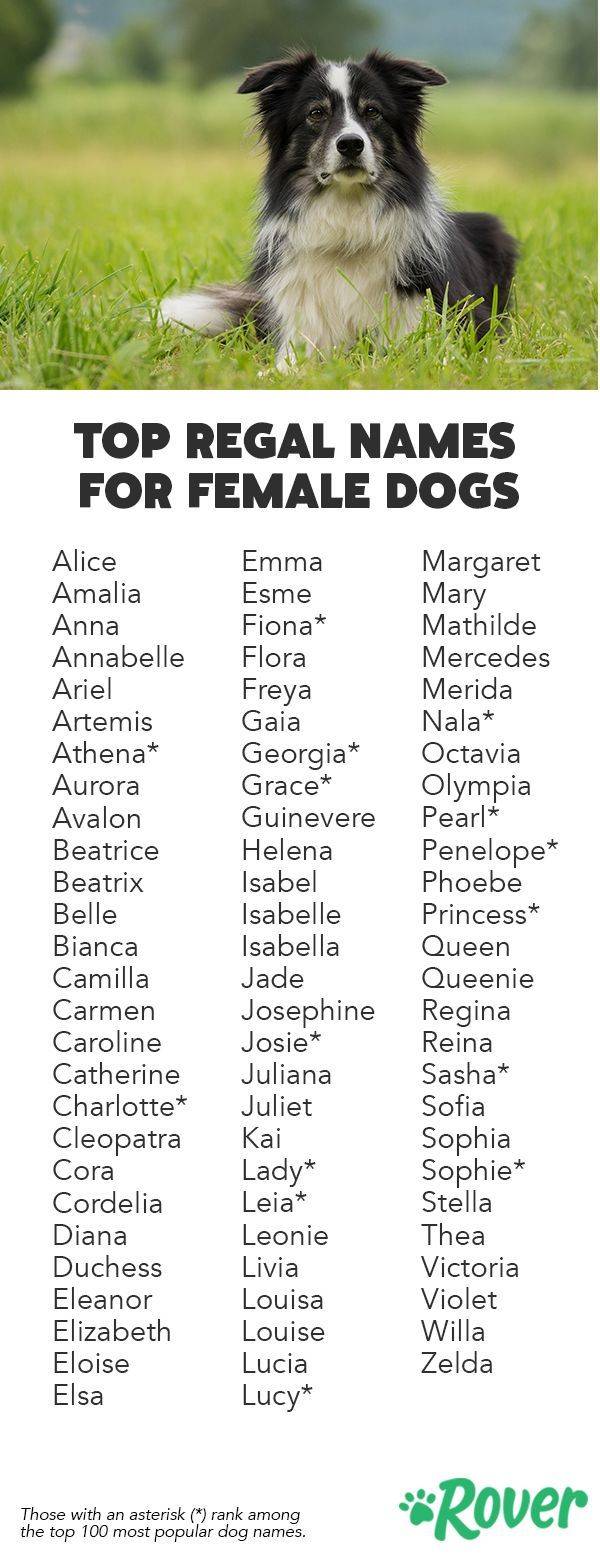 Клички для маленьких собак: прикольные и красивые имена, которыми можно назвать щенков мелких пород