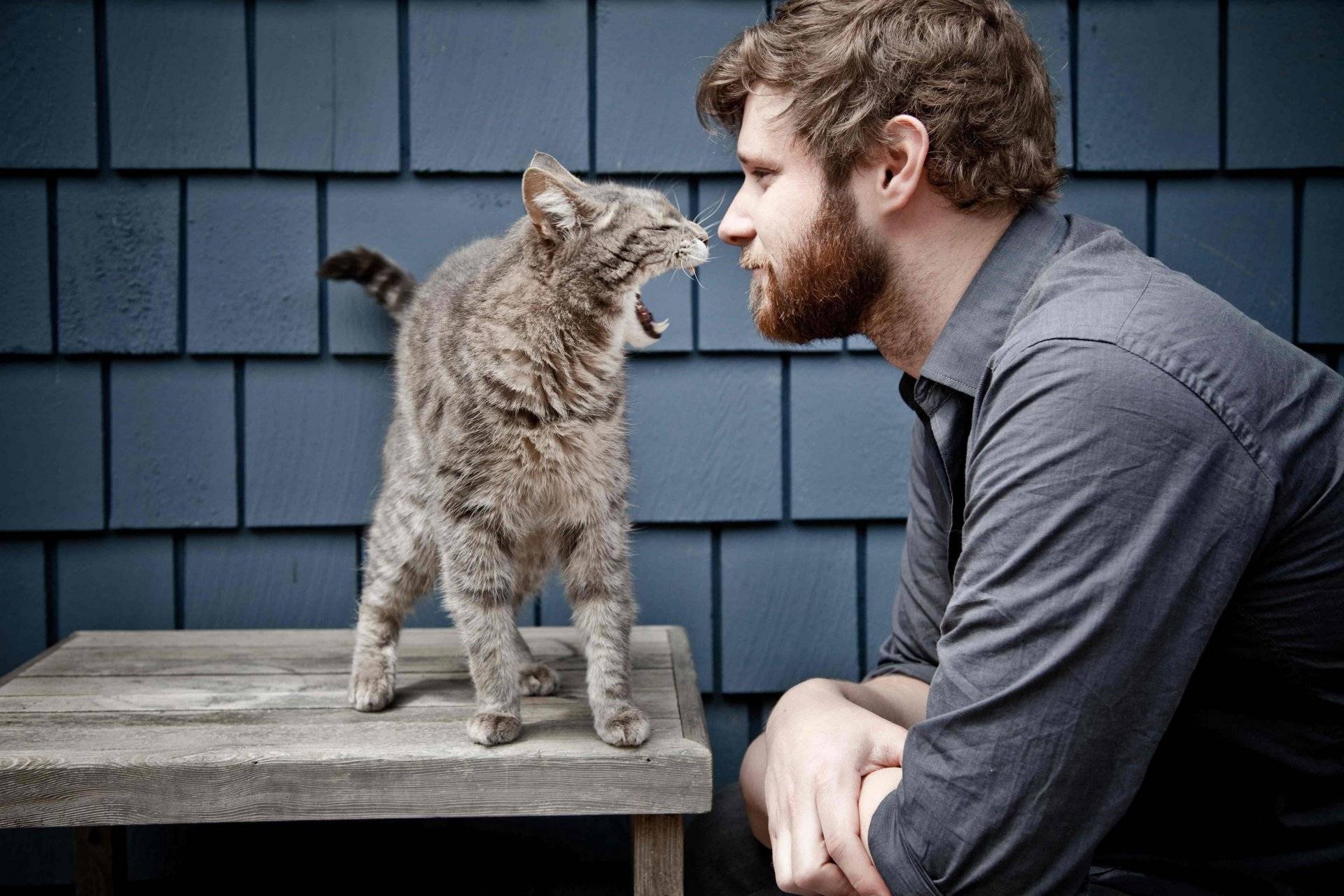 5 действий, которые убедят кошку в вашей любви | gafki.ru | яндекс дзен