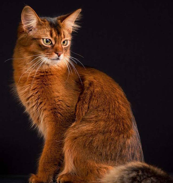 Сомалийская кошка (сомали): описание породы, фото, содержание