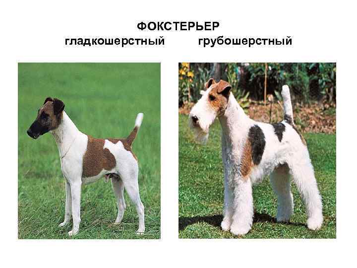 Гладкошерстный фокстерьер (32 фото): описание короткошерстной породы, особенности характера. сколько живут собаки?