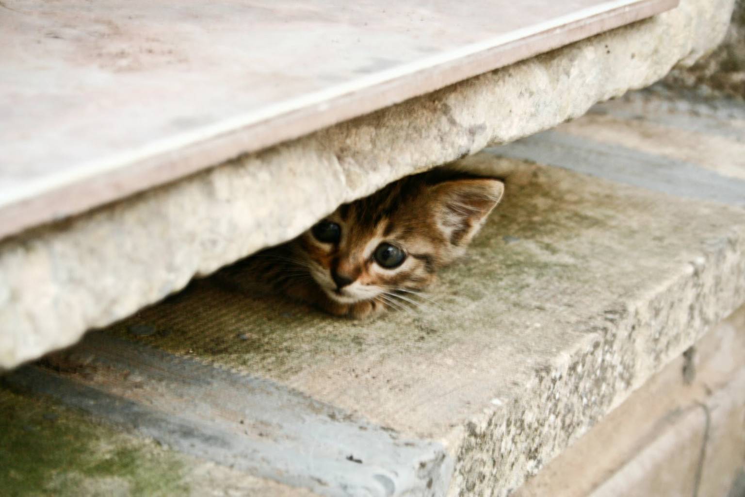 Как найти кота, если он убежал или потерялся на улице