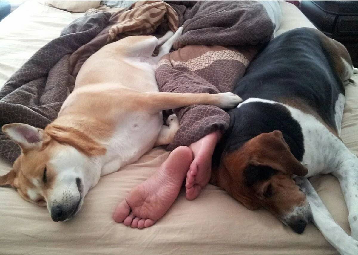 Можно ли брать собаку в постель: почему любят и почему нельзя спать