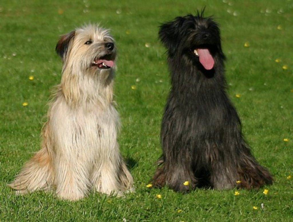 Пиренейская горная собака – придворная собака франции