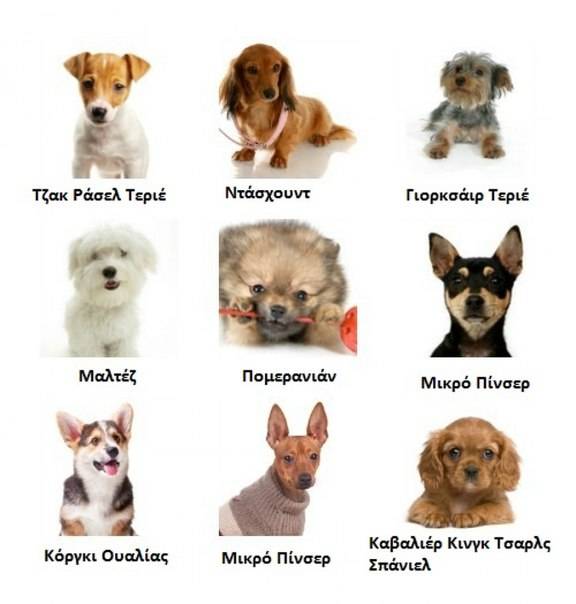 Маленькие породы собак: породы, особенности, характеристики. самые маленькие собачки в мире