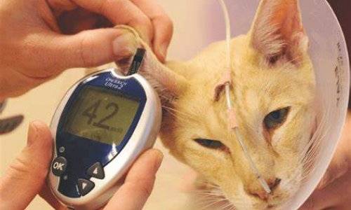 Все о сахарном диабете у кошек