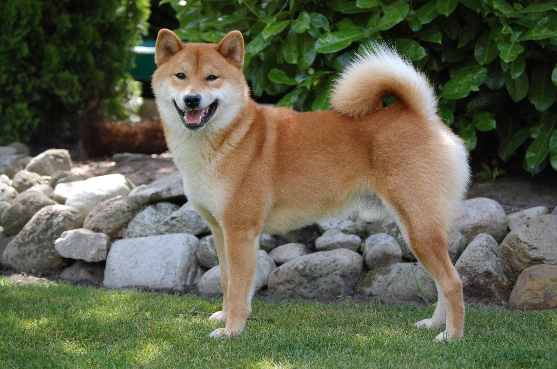 Тоса-ину (японский мастиф): описание породы собак с фото и видео