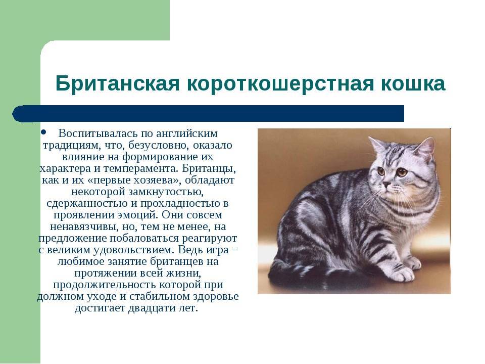 Американская короткошерстная кошка: описание породы, характер и уход