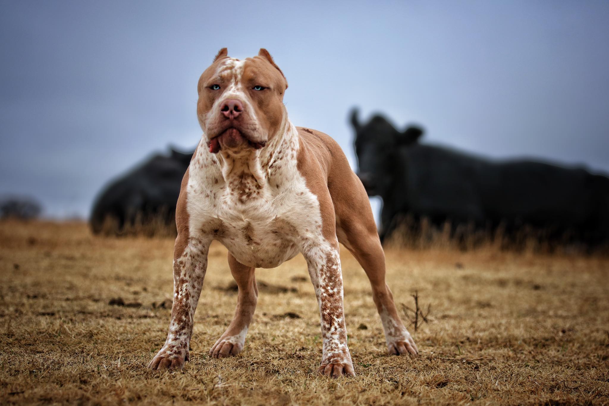 Самые сильные собаки в мире: топ-20 пород