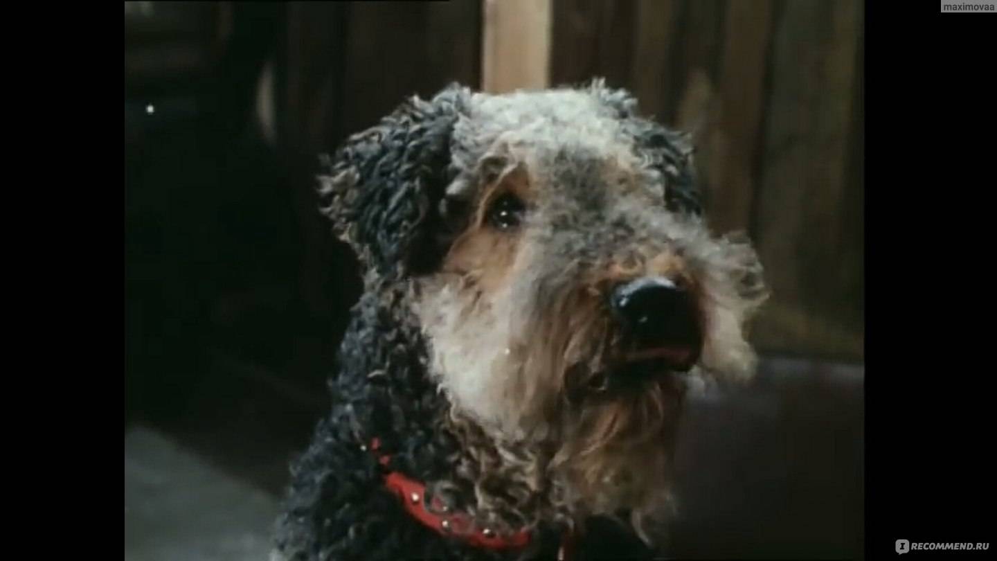 Собака из фильма «Приключения электроника»: порода
