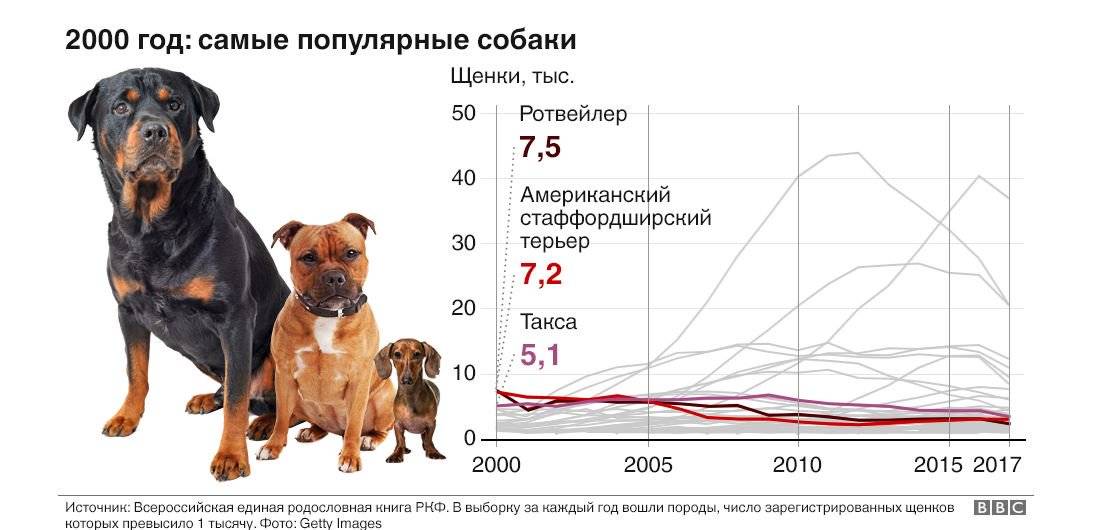 Самые опасные породы собак в мире. рейтинг всего мира. топ 5 мест