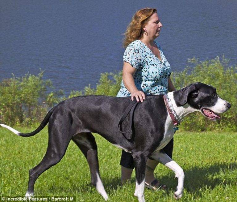 Одежда для больших собак, какая бывает, из чего шьют и как выбрать