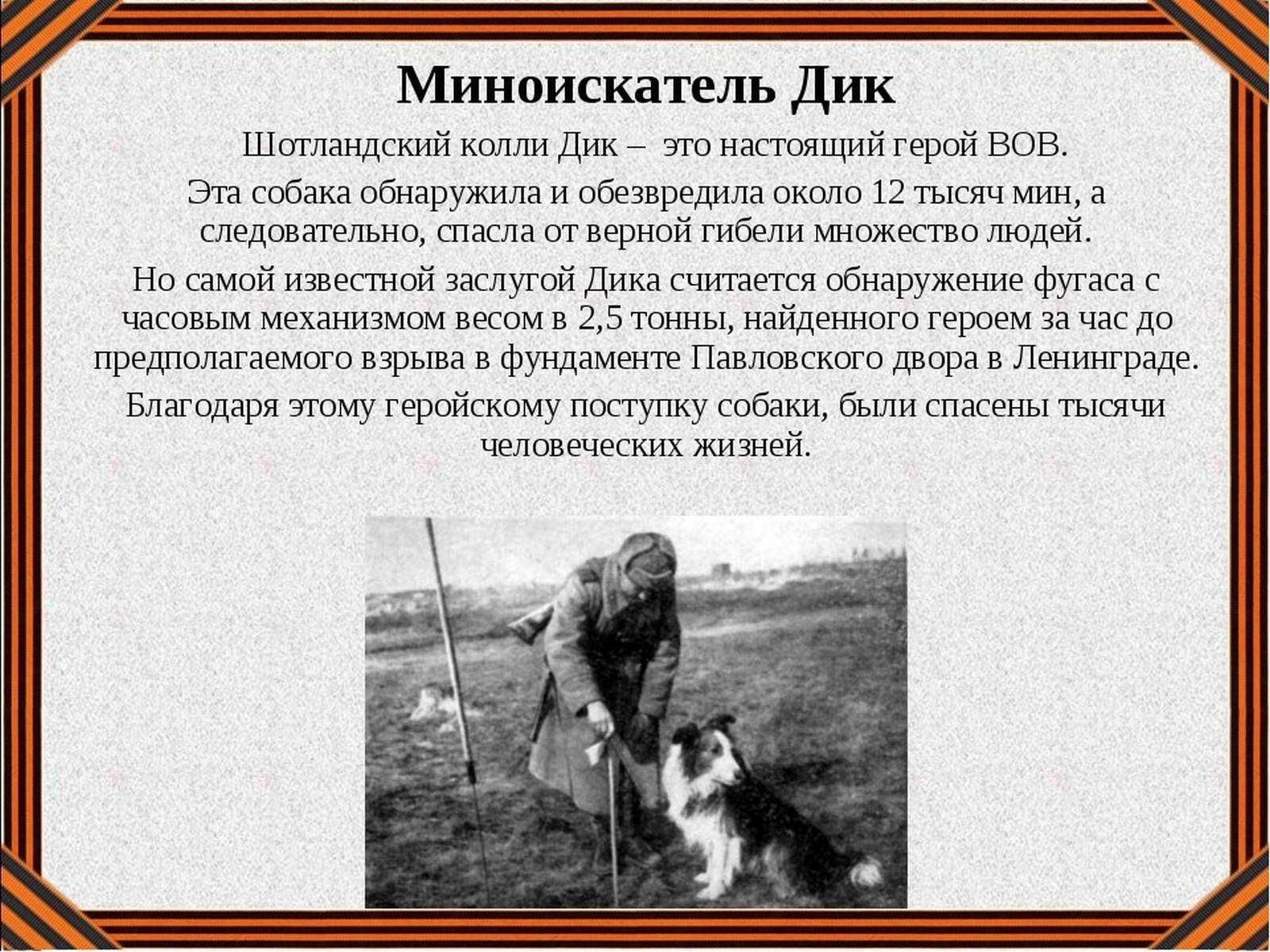 Как животные помогали людям во время войны? собаки - герои великой отечественной войны
