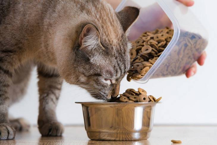 Правильное кормление котенка  — что нужно знать?