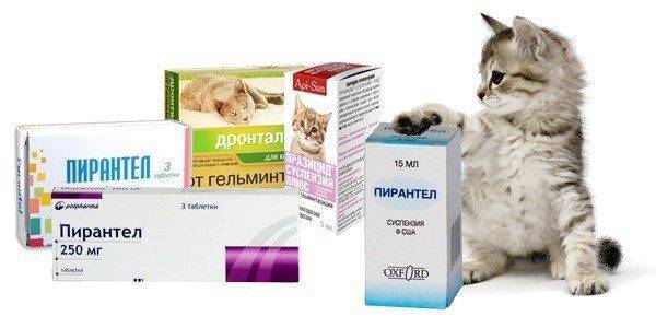 Уколы (таблетки, капли) против гуляния кошки
