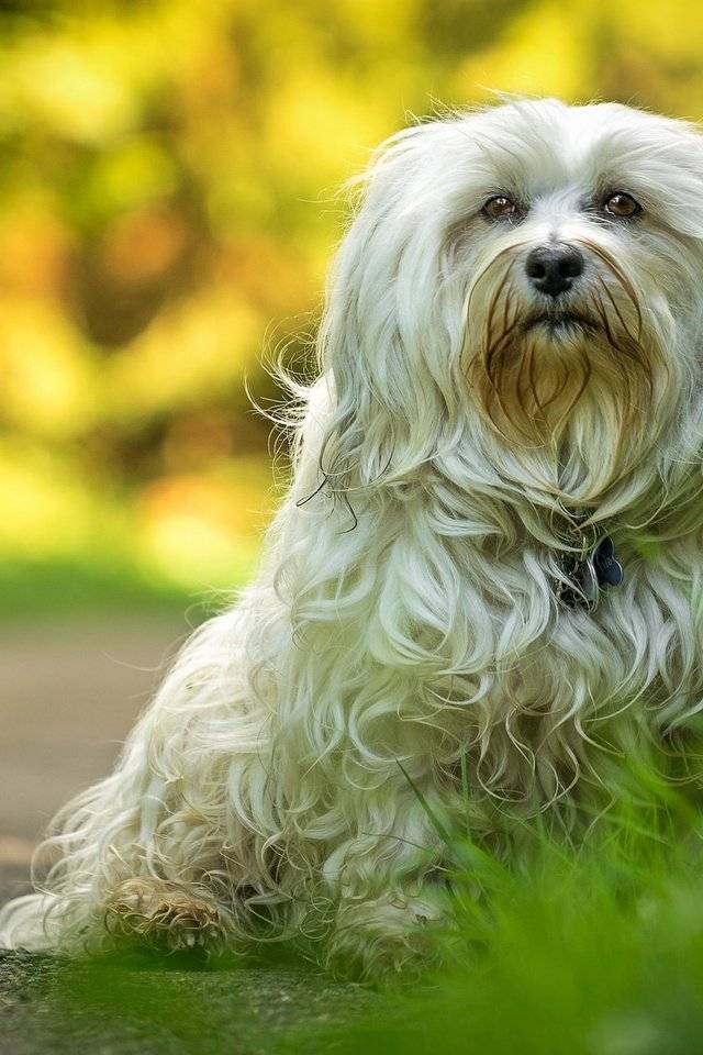 Гаванский бишон: описание породы - моя собака