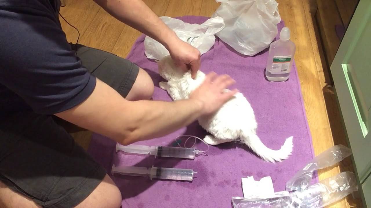 Капельница кошке в холку: как поставить под кожу через катетер дома