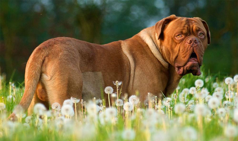 Самые спокойные породы собак, лучшие породы собак. - petstime.ru
