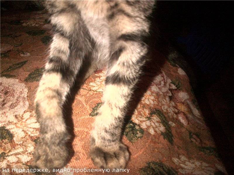 Недержание мочи у кошек - симптомы. ветеринарная клиника "зоостатус" в москве