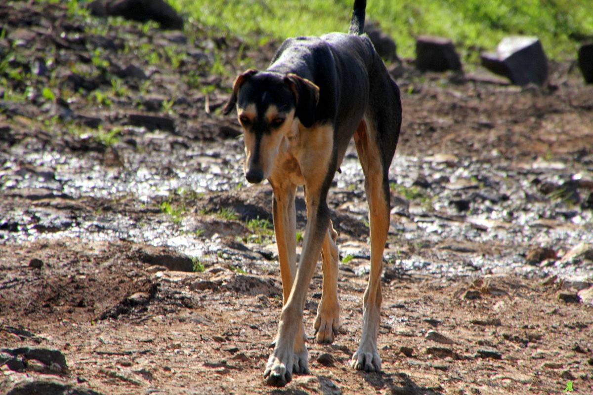 Порода собак слюги - описание, характер, характеристика, фото слюги арабской борзой и видео, цена