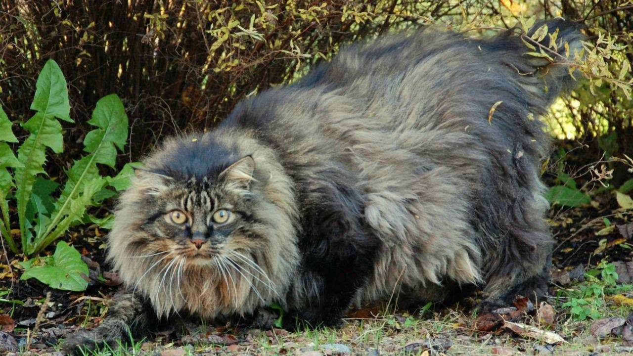 Норвежская лесная кошка: подробное описание породы с фото и видео