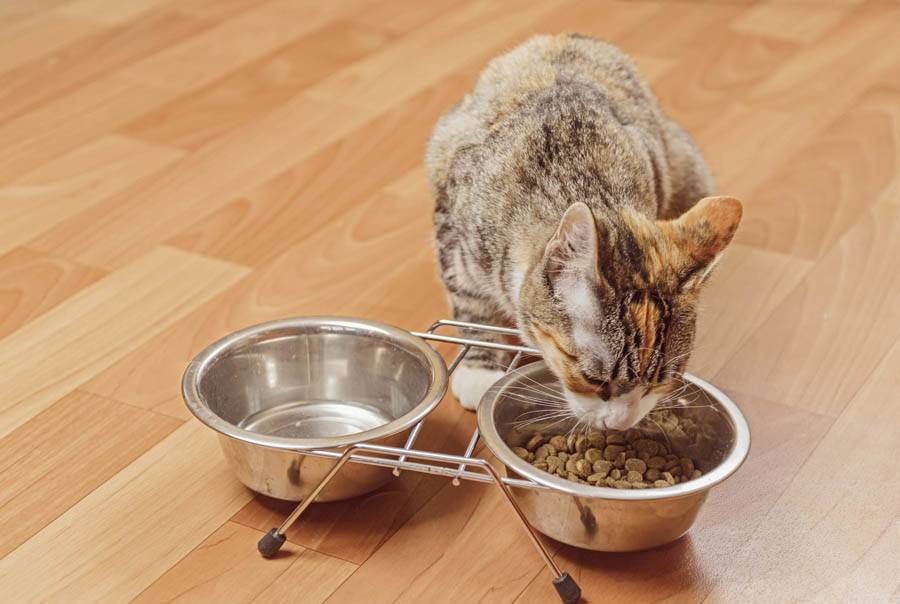 Что делать, если кошка отказывается от сухого корма