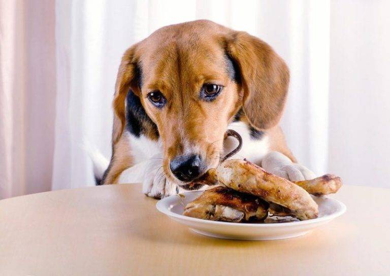 Как правильно поить собаку