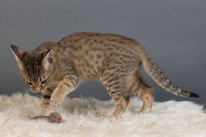 Американская короткошёрстная кошка: ласковый и нежный зверь