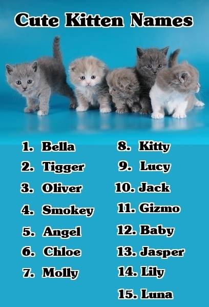 Клички для котят-мальчиков по алфавиту