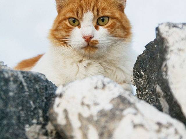 Эгейская кошка: описание породы, характер, цены, фото
