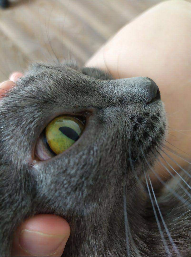 Почему у кота слезятся глаза? что делать если у кота красные глаза и слезятся.