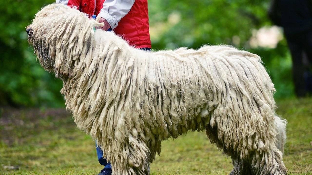 Комондор, венгерская сторожевая овчарка: стандарт породы и характер, особенности ухода и дрессировки
