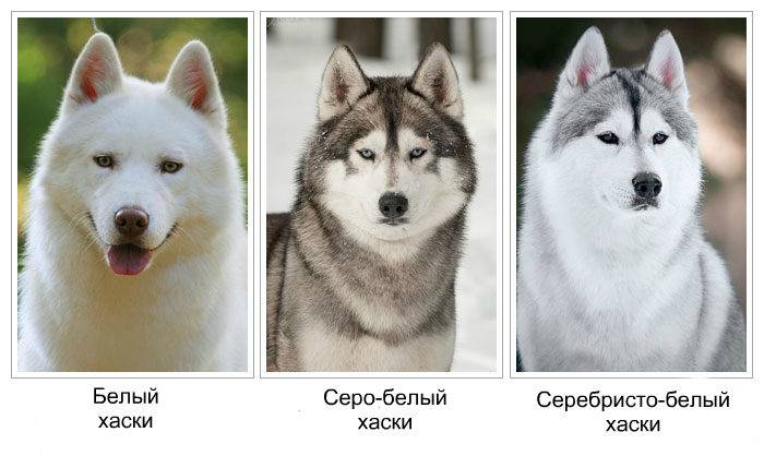 Хаски (собака): характеристика сибирской породы
