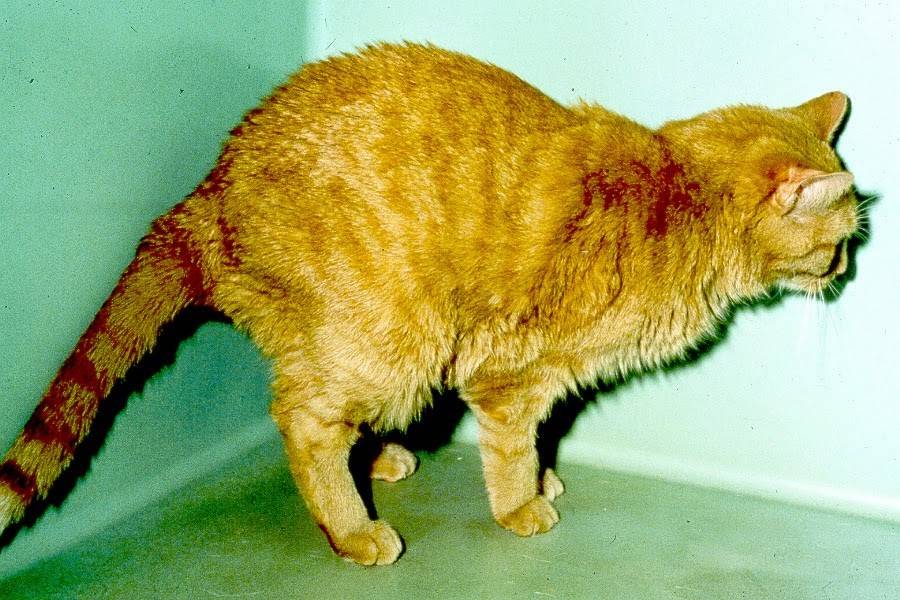 Мочекаменная болезнь у котов: причины, симптомы, лечение