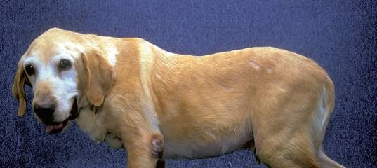 Обсессивно-компульсивные расстройства собак (навязчивые состояния). ветеринарная клиника "зоостатус"