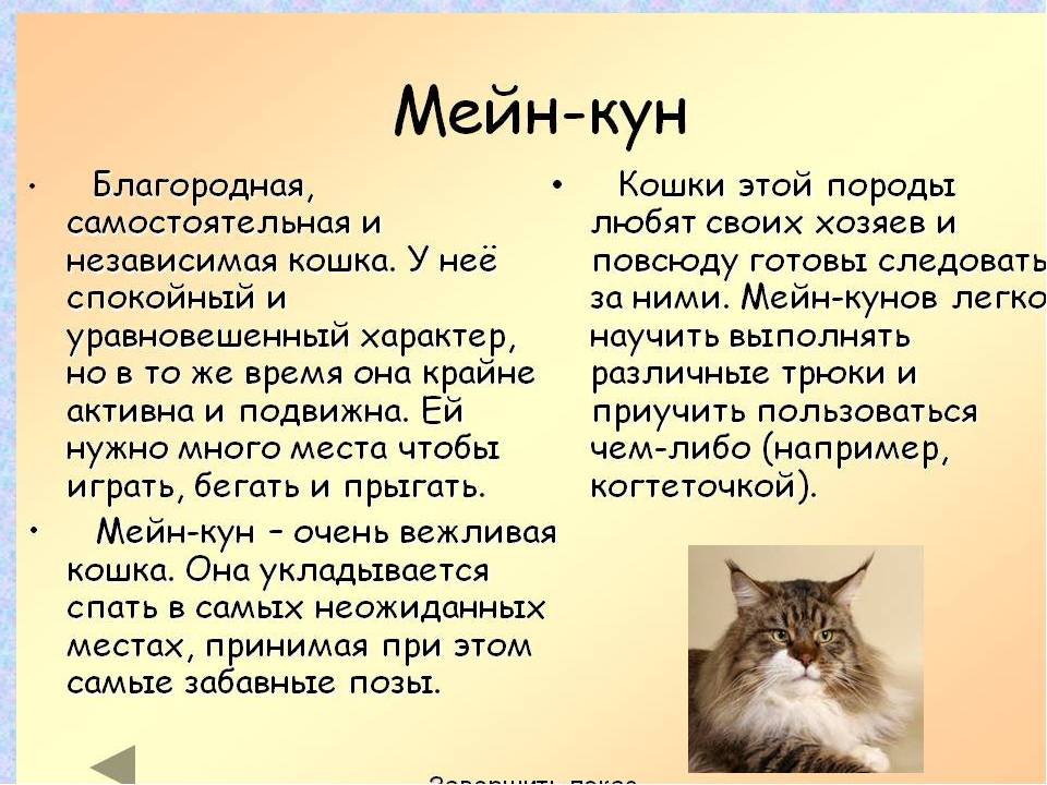 Коты породы мейн кун: описание, характер и повадки, отзывы владельцев