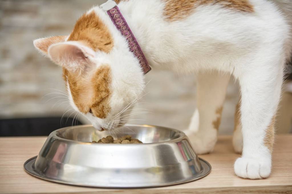 Как перевести котенка на сухой корм: что для этого нужно делать? как перевести котенка на сухой корм: процедура перевода