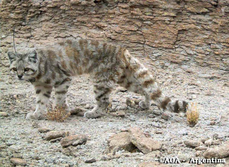 5 вымирающих видов диких кошек, которых нужно спасать сейчас