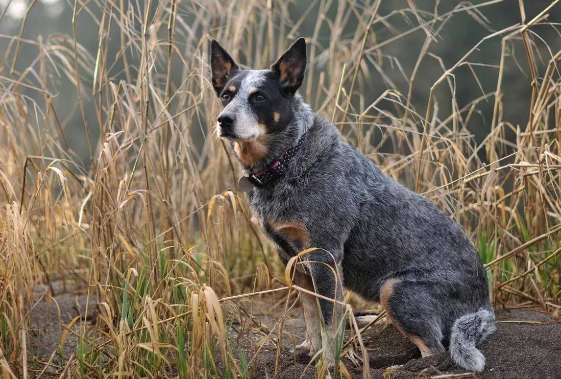 Австралийская короткохвостая пастушья собака – фото, история происхождения, уход