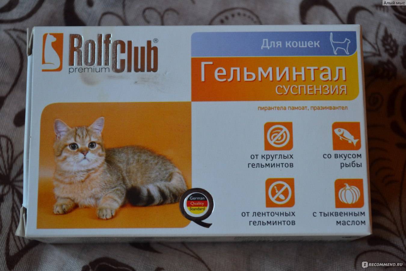 Рольф Клуб для кошек
