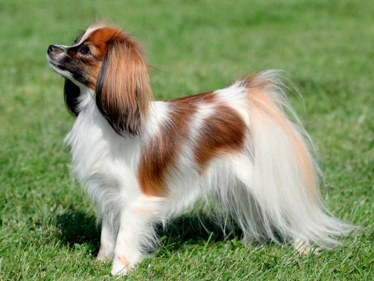 Собака фален: фото породы, описание и уход за собаками фален и папильон
