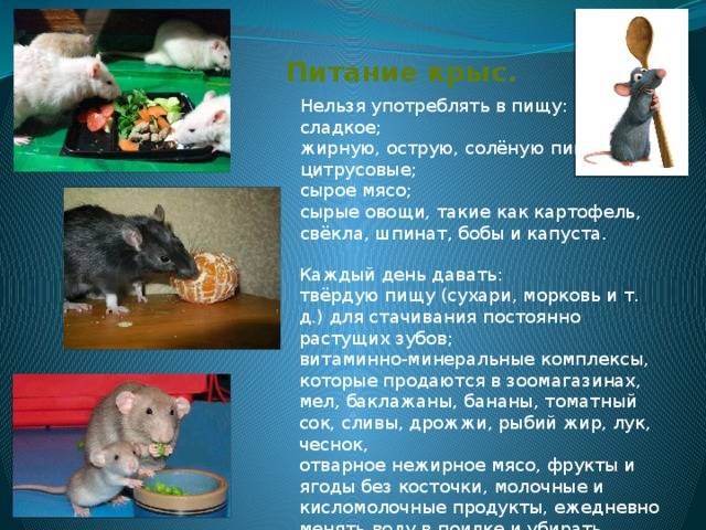 Крысам можно сельдерей. Рацион питания крыс домашних. Рацион питания декоративных крыс. Таблица питания крыс. Еда для крыс декоративных таблица.
